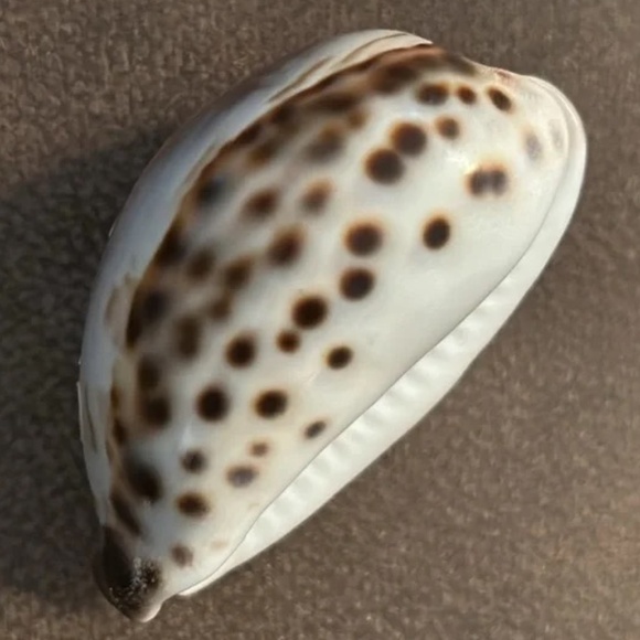 “Key West 2010” engraved sea shell - Picture 10 of 12